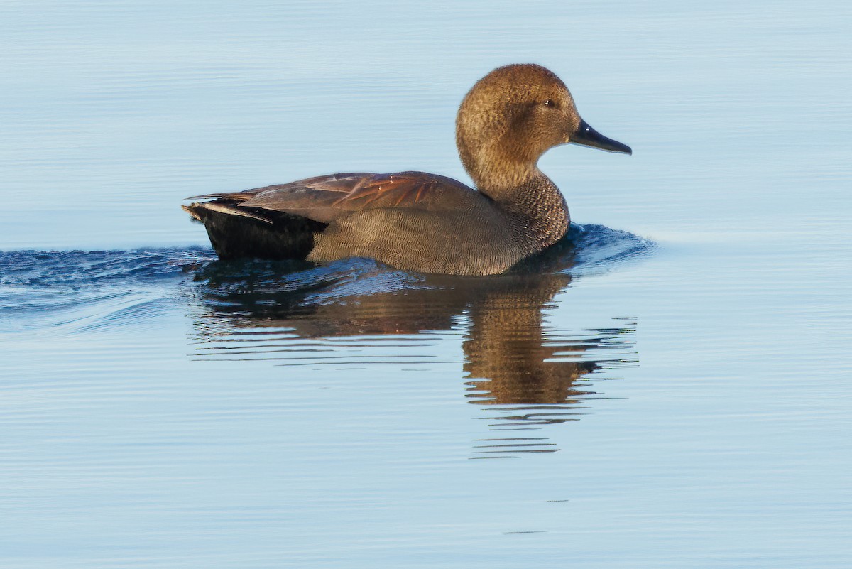 Gadwall - ML522019081