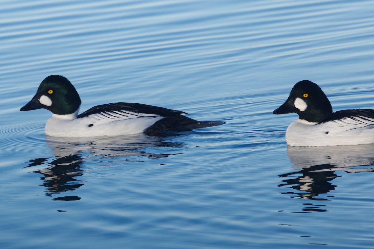 Common Goldeneye - ML522019211