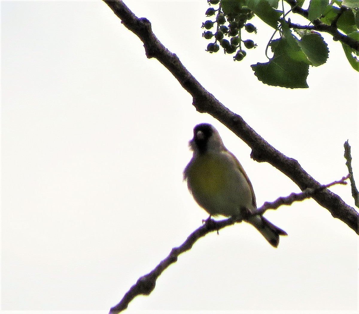 Lawrence's Goldfinch - ML52202231