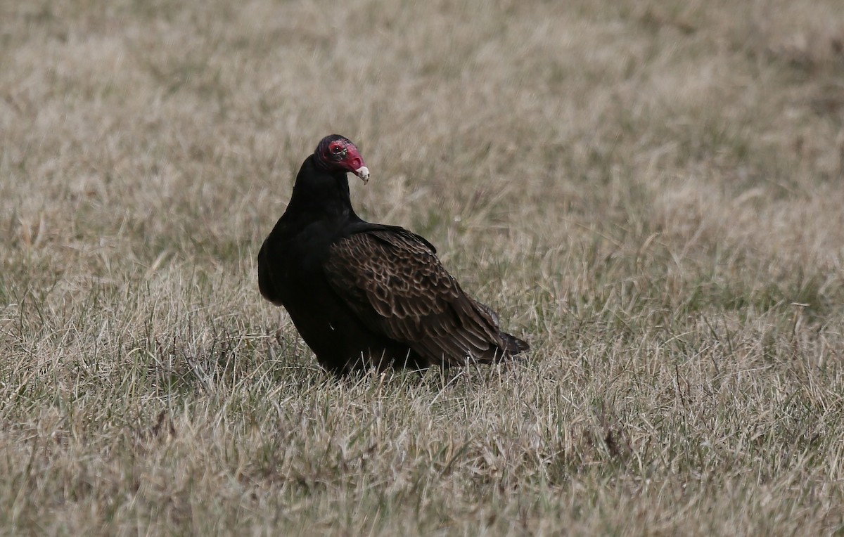 Turkey Vulture - ML52202351