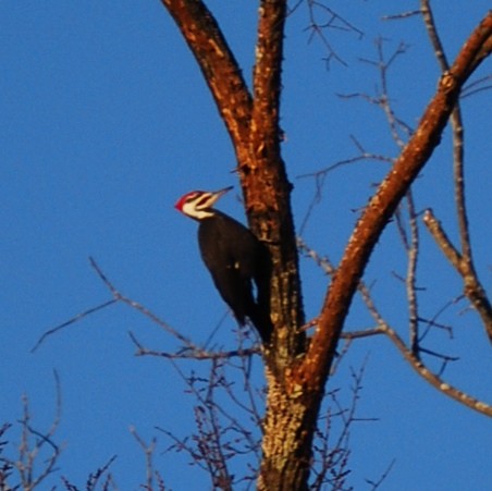 Pileated Woodpecker - ML522024041