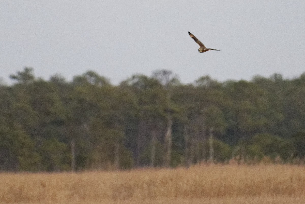 Short-eared Owl - Kate Plough