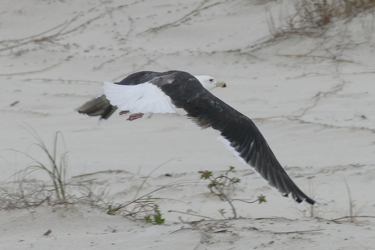 Great Black-backed Gull - ML522024641