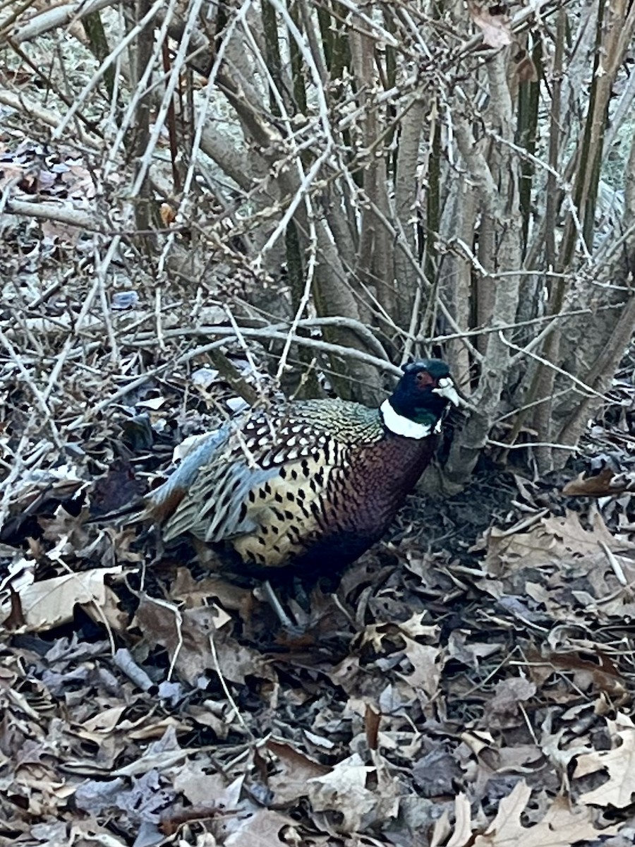 Ring-necked/Green Pheasant - ML522024851