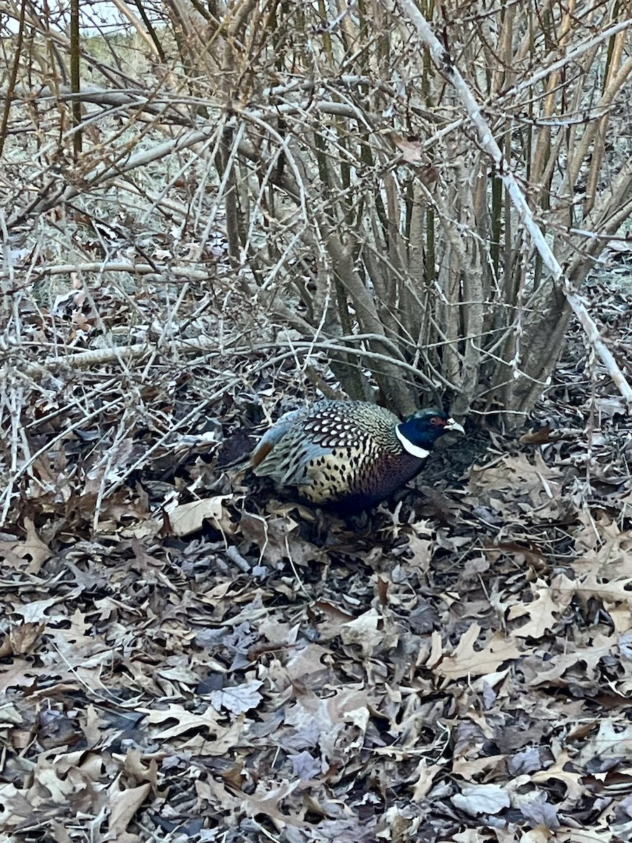 Ring-necked/Green Pheasant - ML522024861