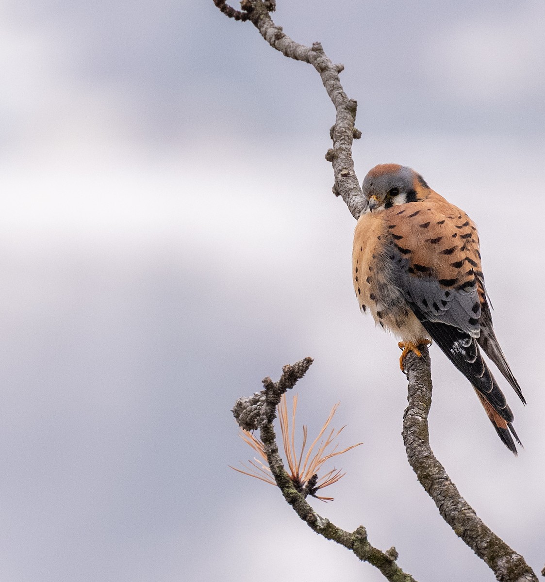 American Kestrel - ML522025051