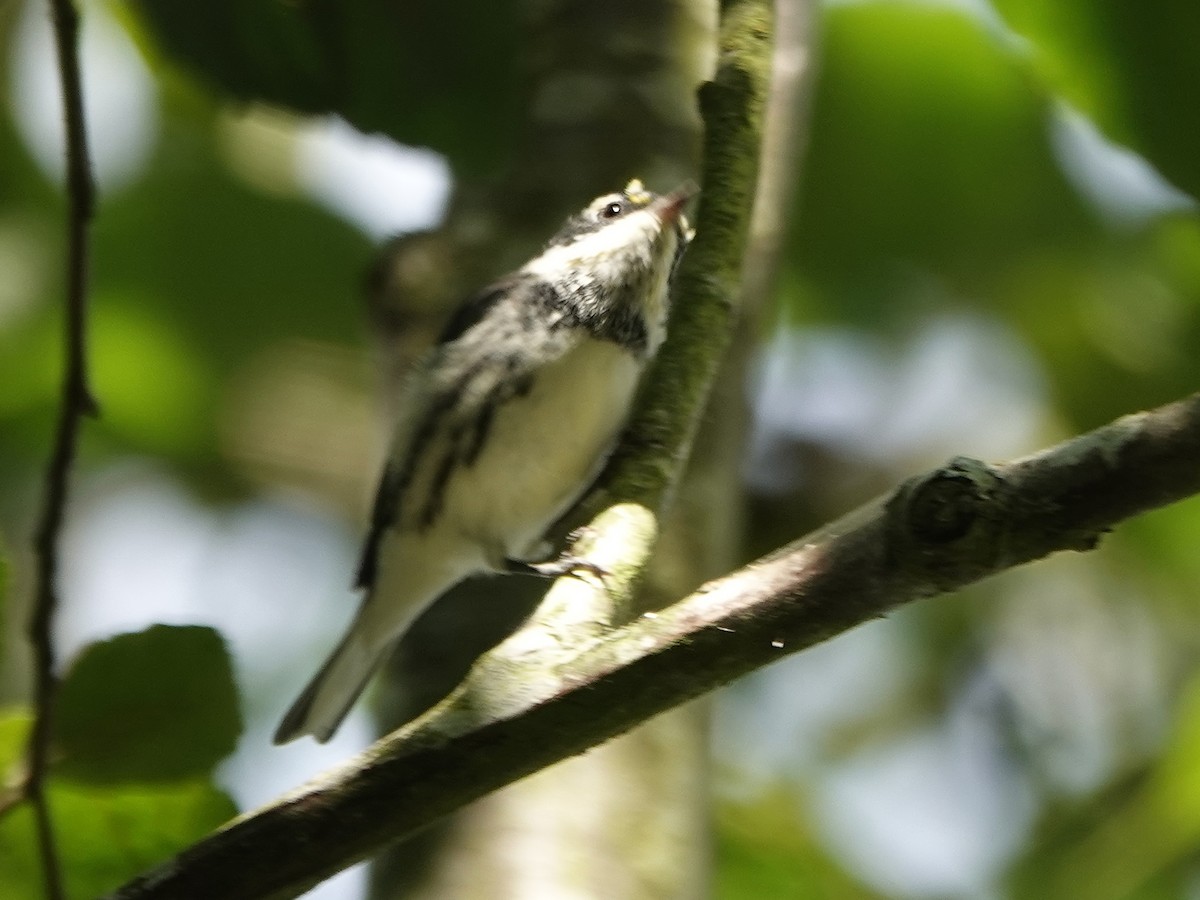Black-throated Gray Warbler - ML522026711