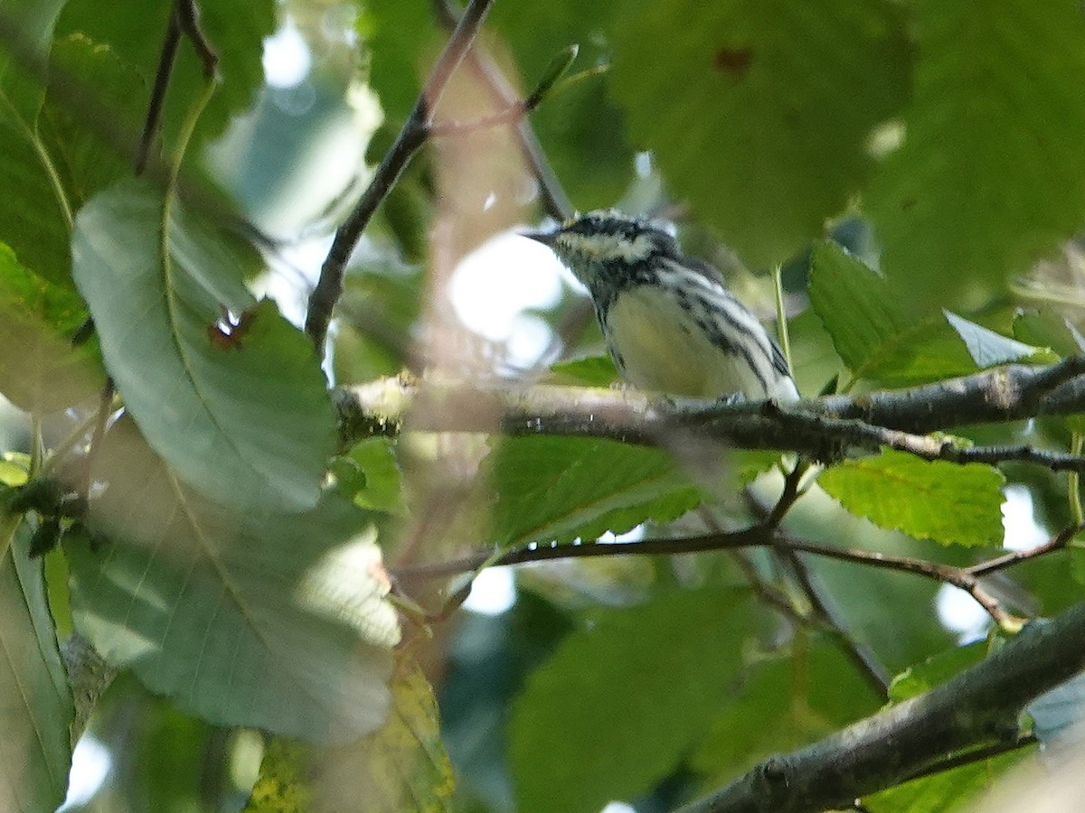 Black-throated Gray Warbler - ML522027041