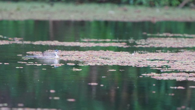 Sungrebe - ML522027371