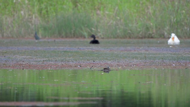 Sungrebe - ML522027381