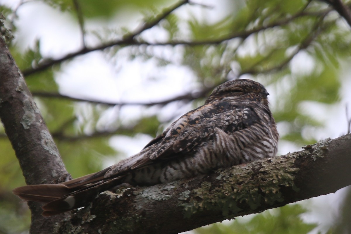 Common Nighthawk - ML522028851