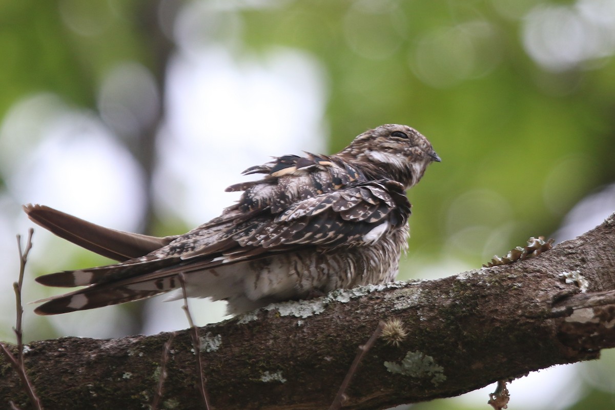 Common Nighthawk - ML522028861