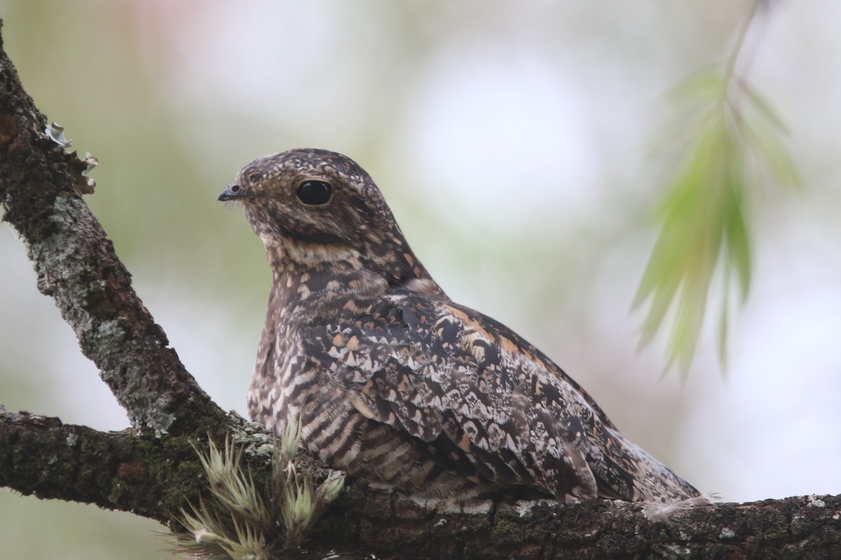 Common Nighthawk - ML522028881