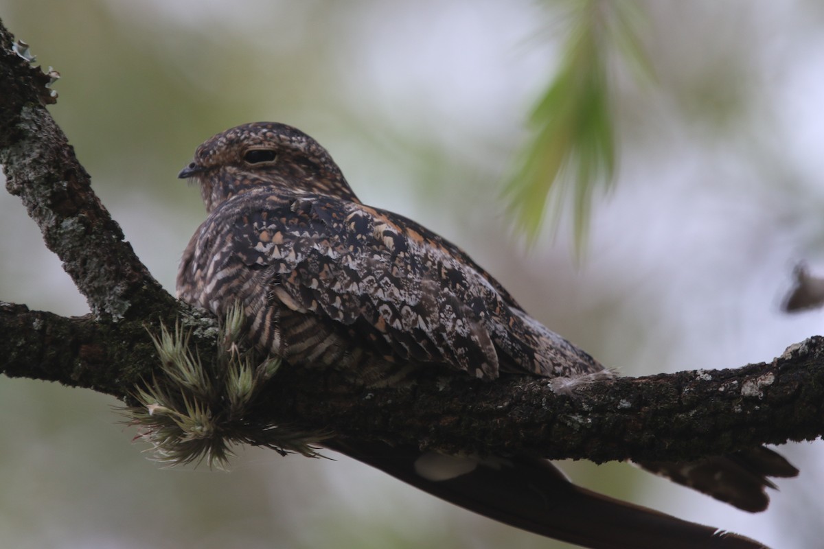 Common Nighthawk - ML522028901