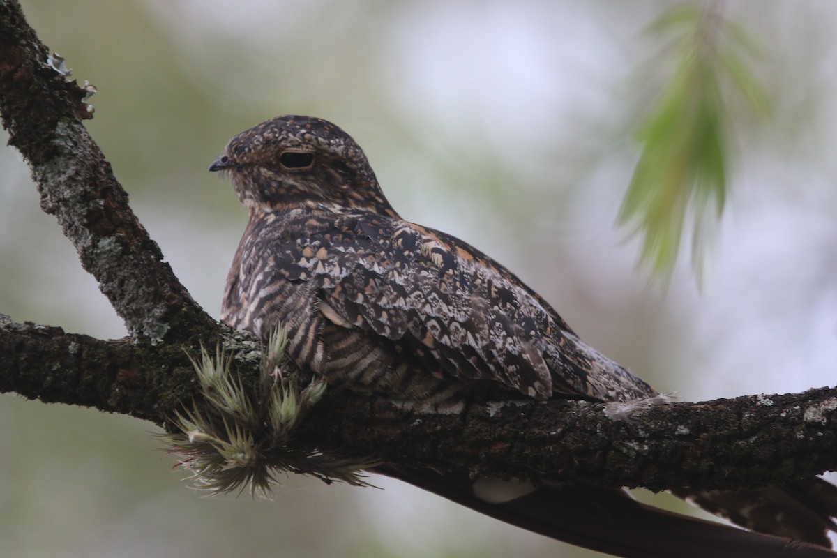 Common Nighthawk - ML522028911