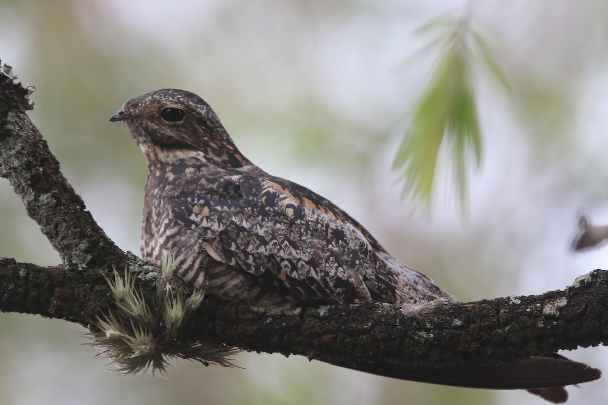 Common Nighthawk - ML522028921