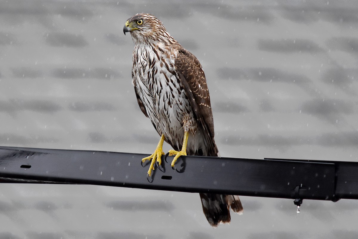 Cooper's Hawk - Geoffrey Groom