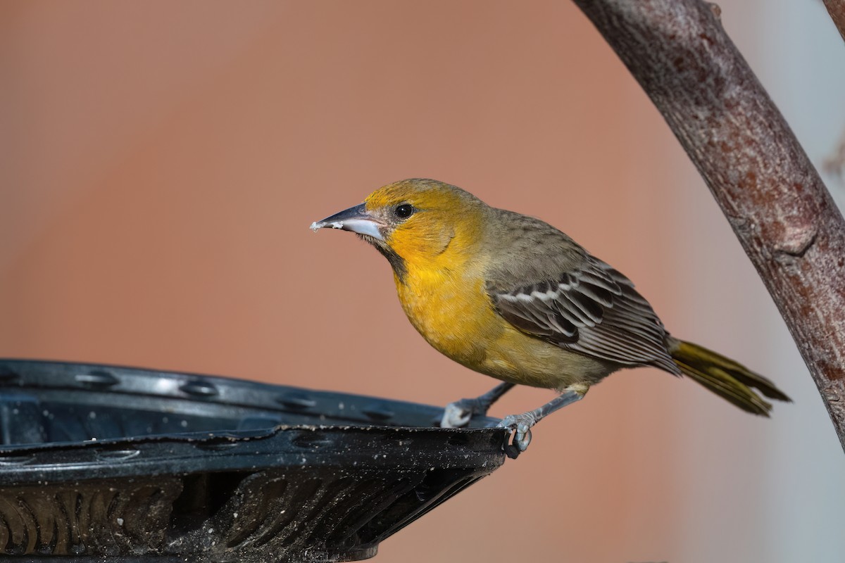 Streak-backed Oriole - Adam Jackson