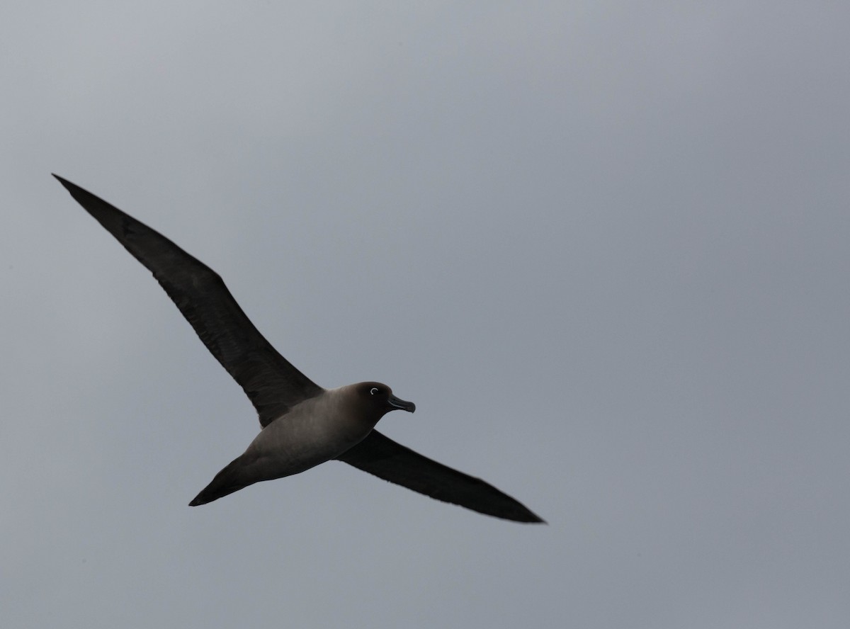 albatros světlehřbetý - ML52203221