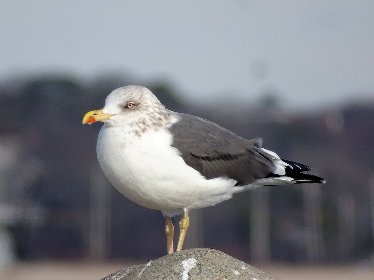 Lesser Black-backed Gull - ML522033151