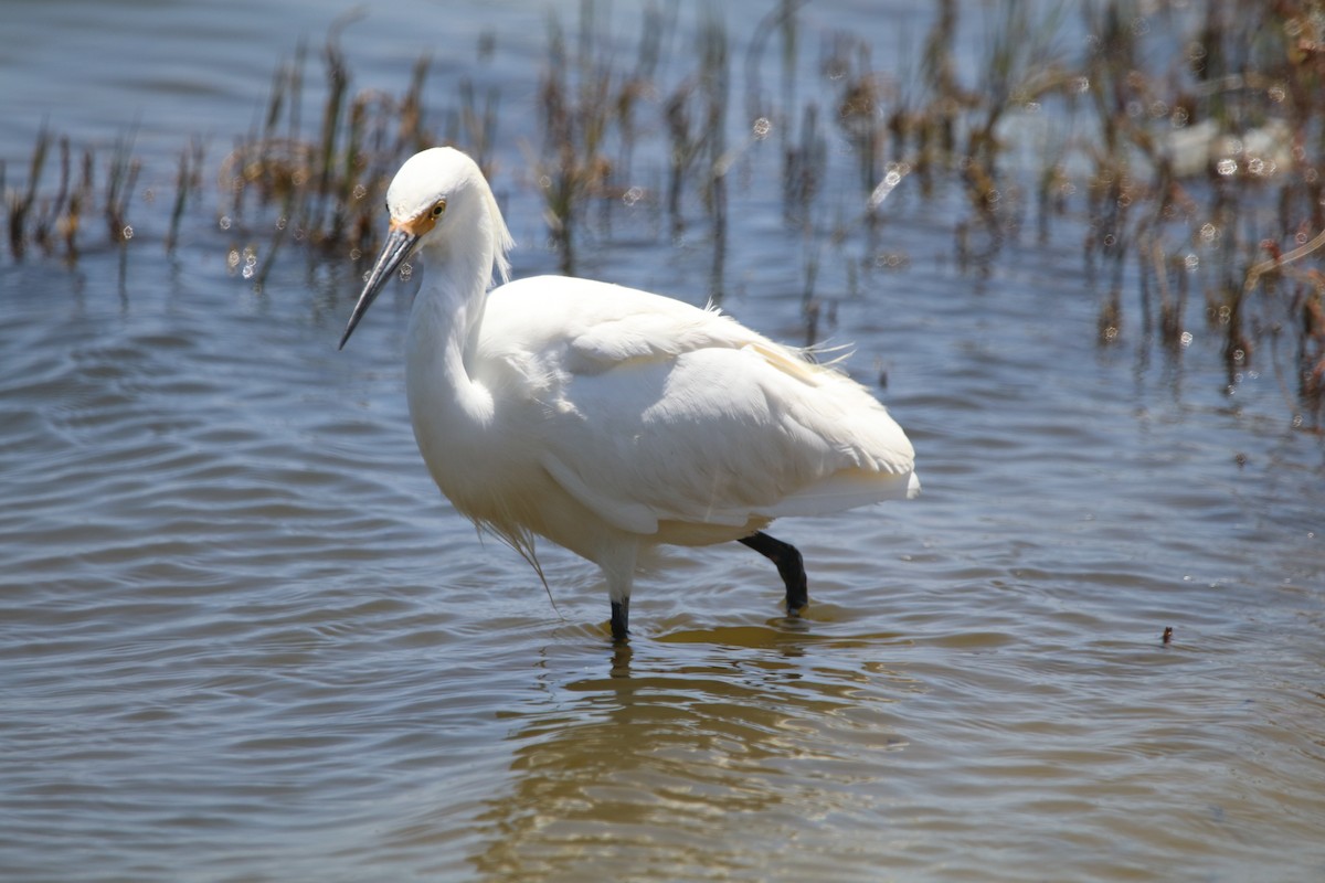 Snowy Egret - Rachel Street