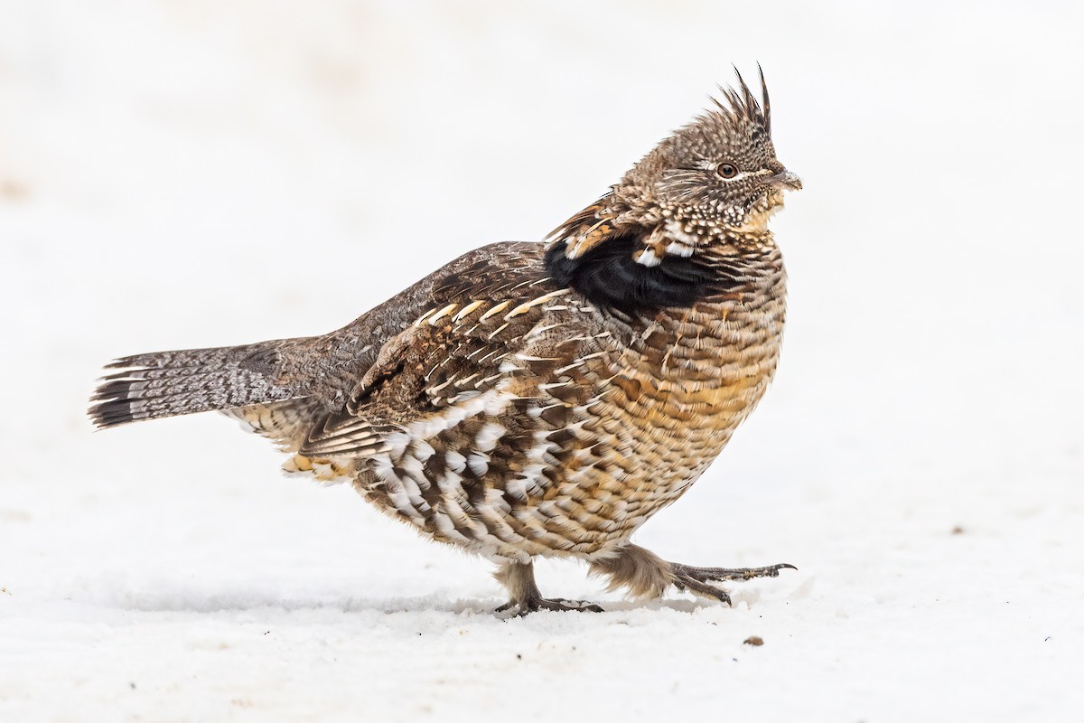 Ruffed Grouse - ML522033851