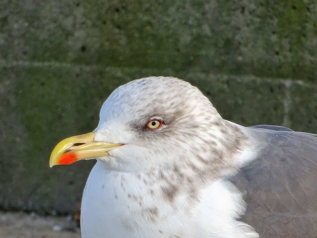 Lesser Black-backed Gull - Ernie LeBlanc