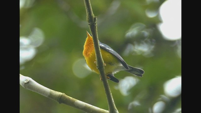 Tropical Parula - ML522034521