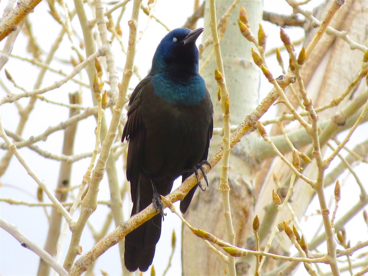 Common Grackle - Ted Floyd
