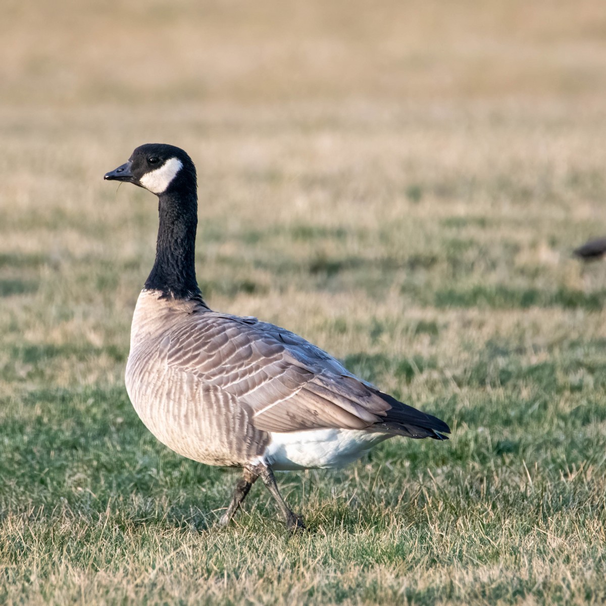 Cackling Goose - ML522034681