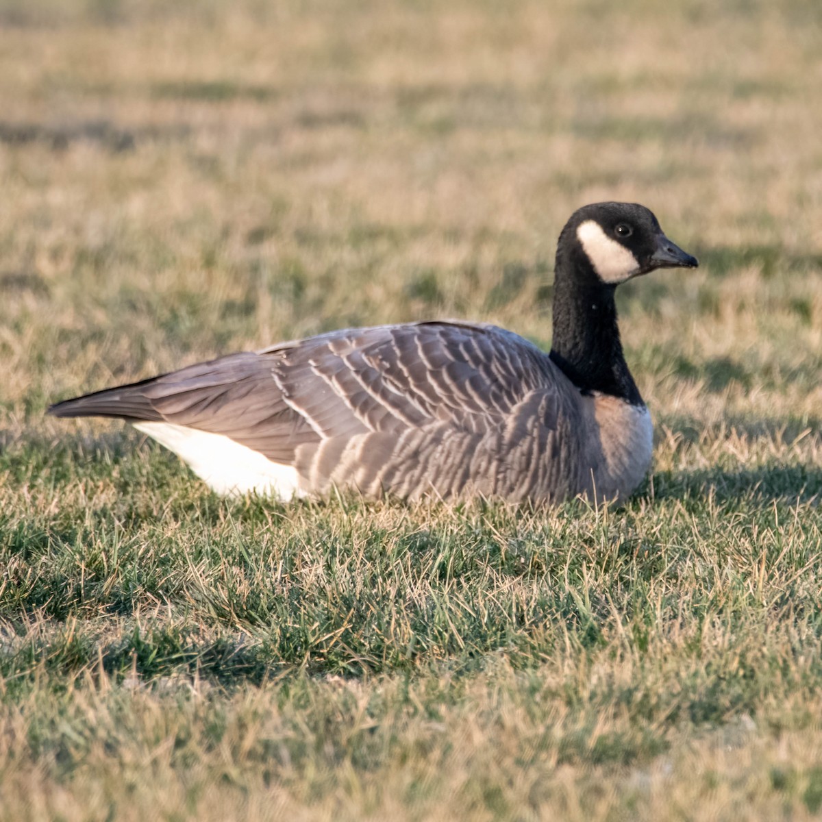 Cackling Goose - ML522034691