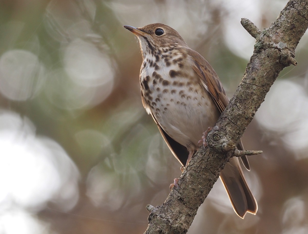 Hermit Thrush - Stephan Lorenz / Rockjumper Birding Tours