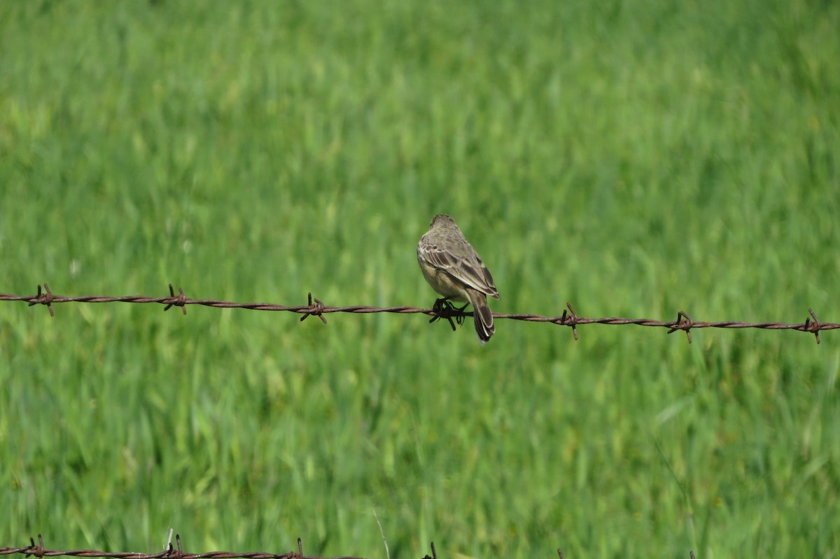 Pipit d'Amérique - ML52203531