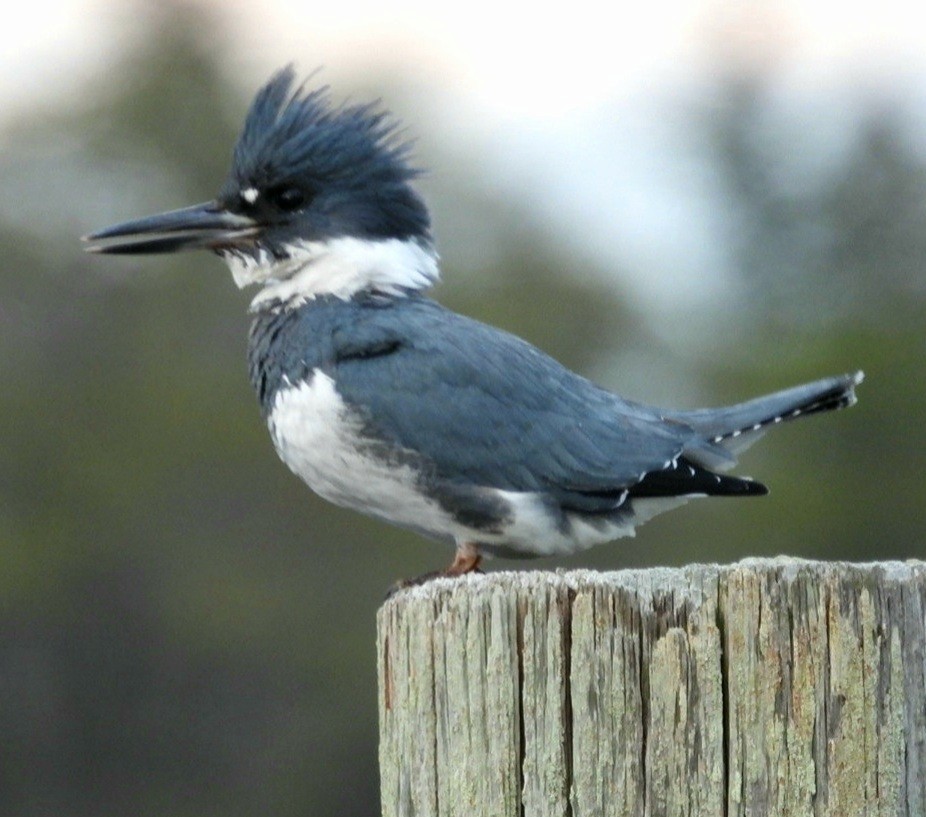 Belted Kingfisher - ML522036711