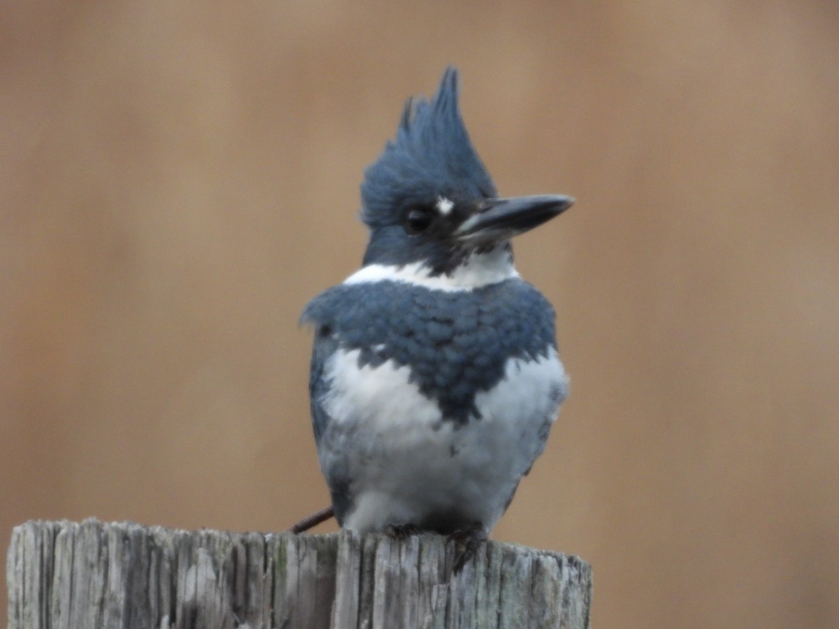 Belted Kingfisher - ML522036891