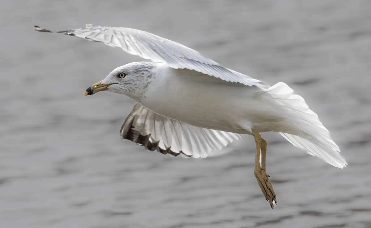 Ring-billed Gull - ML522037831