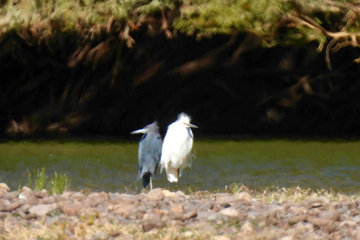 Snowy Egret - ML522038701