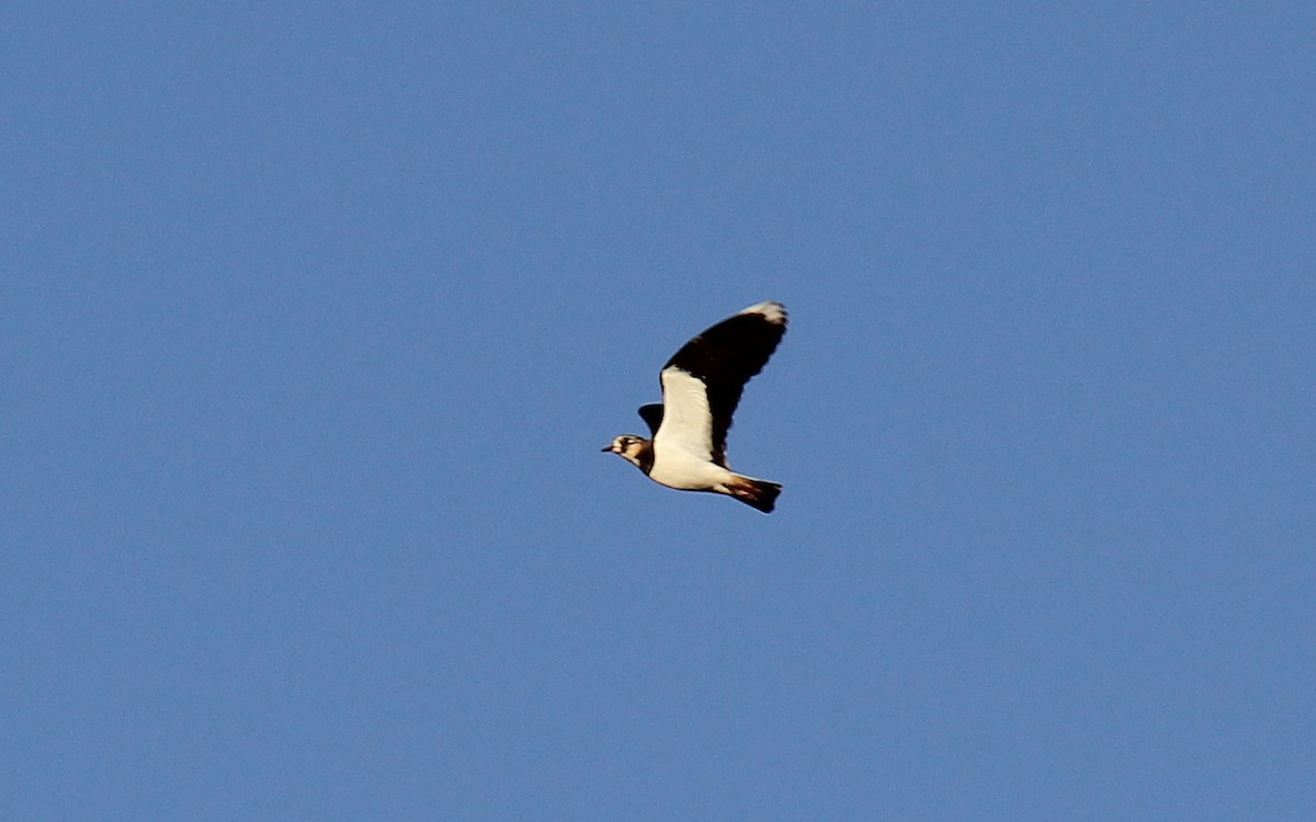 Northern Lapwing - ML522039121