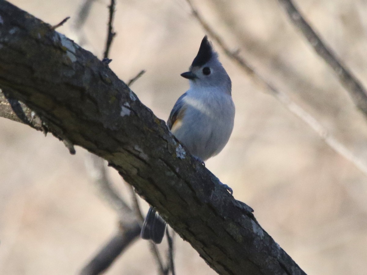 Black-crested Titmouse - ML522039541