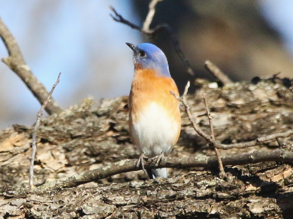 Eastern Bluebird - ML522039801