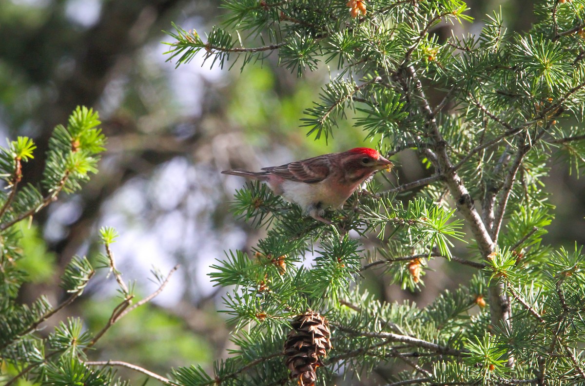 Cassin's Finch - ML522039811