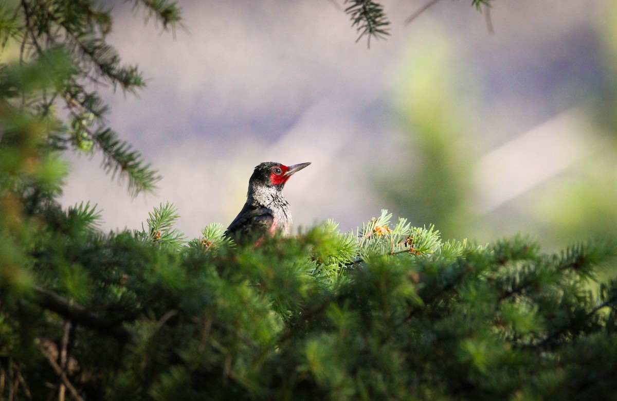 Lewis's Woodpecker - ML522040951