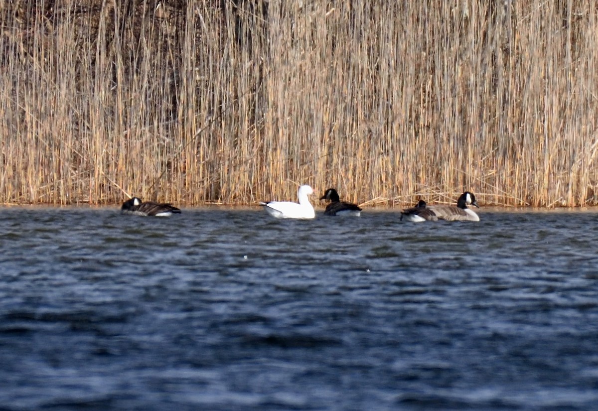 Snow Goose - ML52204161