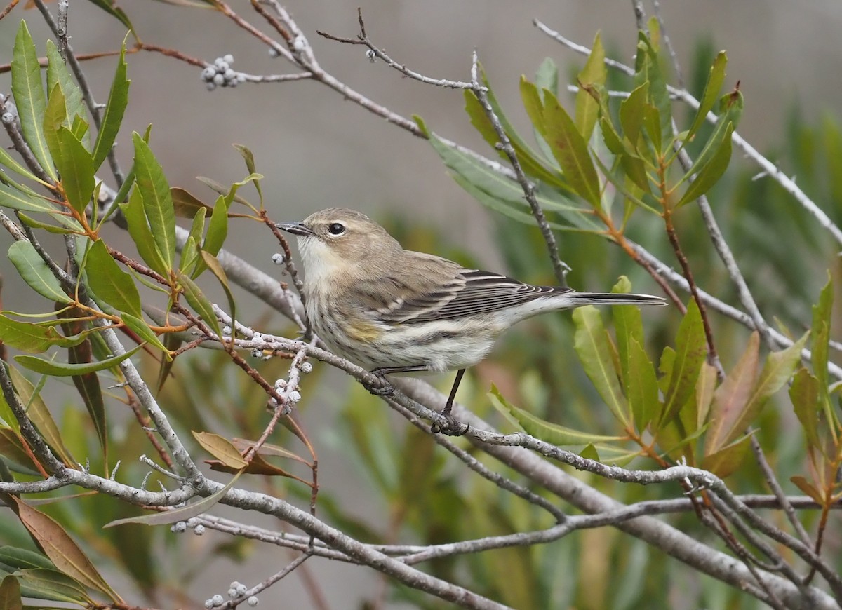Kronenwaldsänger (coronata) - ML522041991