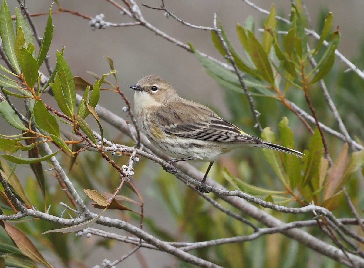 Kronenwaldsänger (coronata) - ML522042111