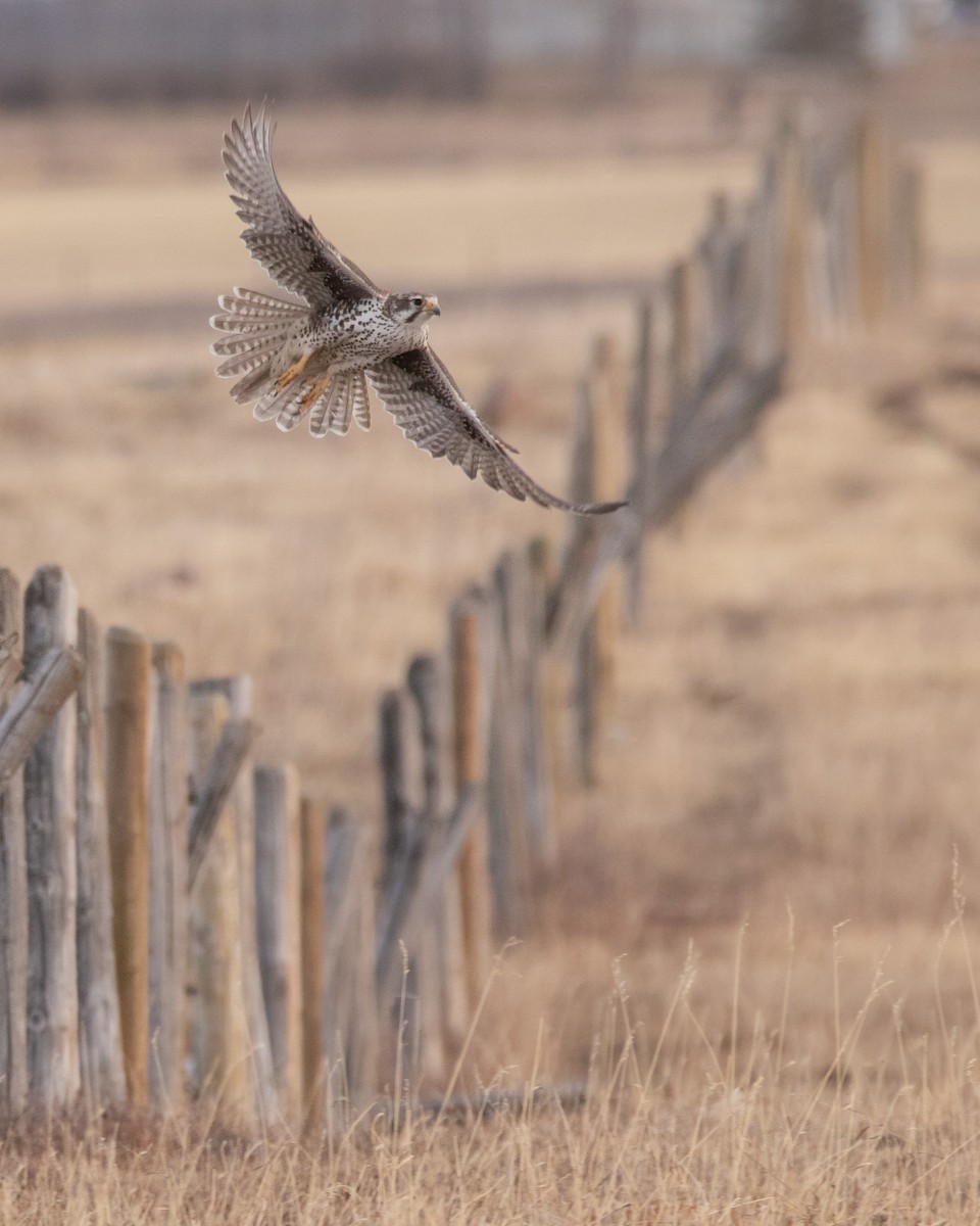 Prairie Falcon - Rain Saulnier
