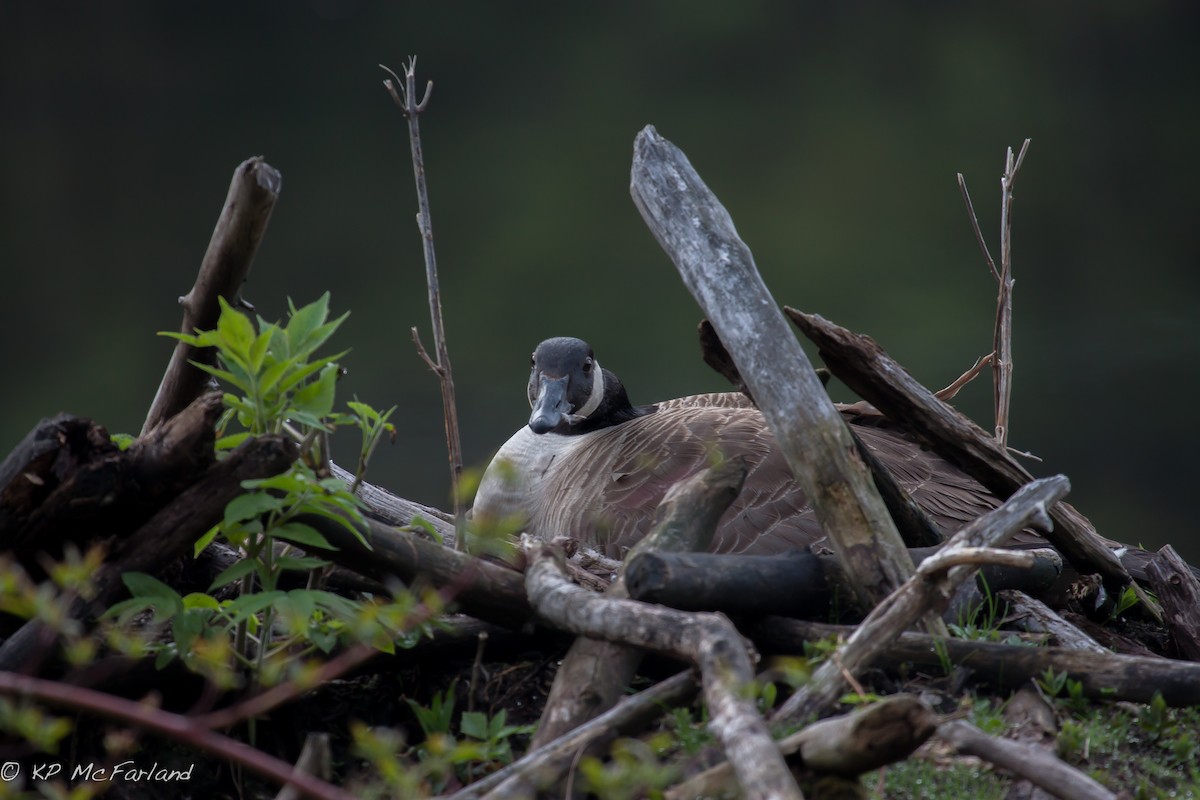 Canada Goose - Kent McFarland