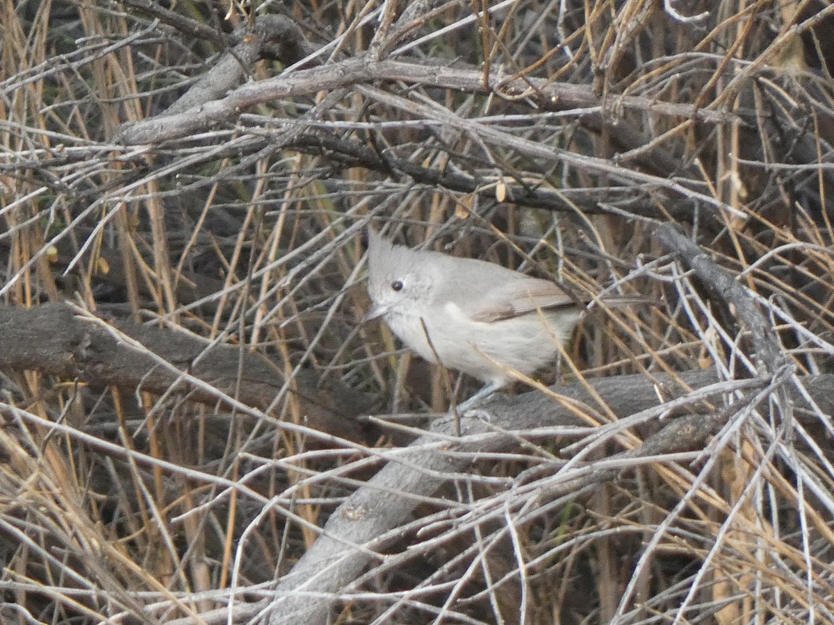 Mésange des genévriers - ML522043441