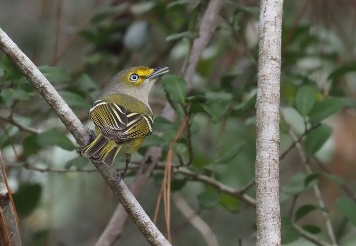 Weißaugenvireo - ML522043521