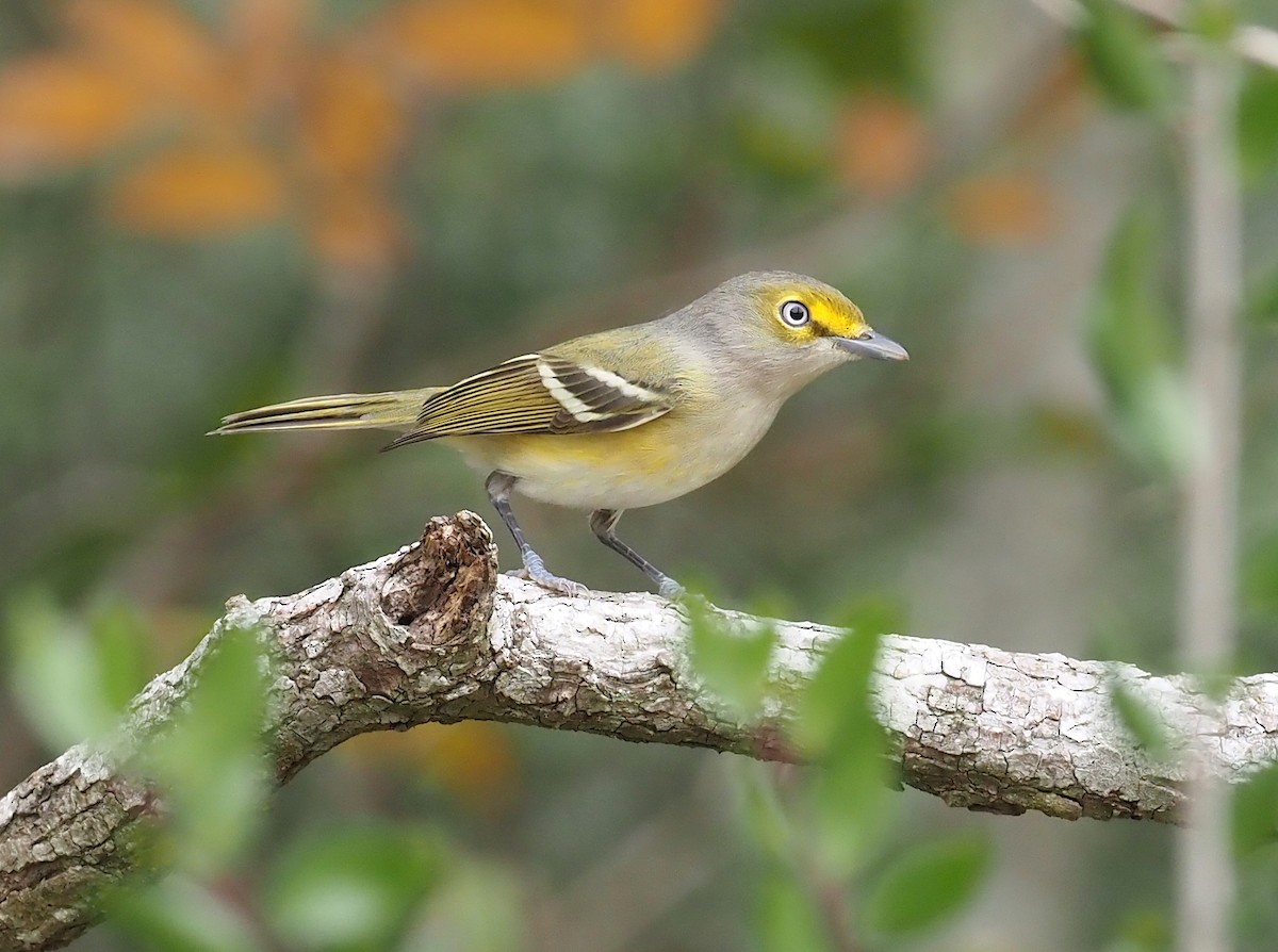 Weißaugenvireo - ML522043911